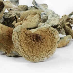 Buy BLUE MEANIE MUSHROOMS online
