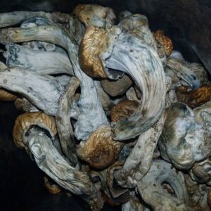 Dry Cubensis