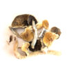 Buy GOLDEN TEACHER MUSHROOMS online