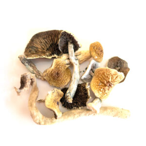 Buy GOLDEN TEACHER MUSHROOMS online