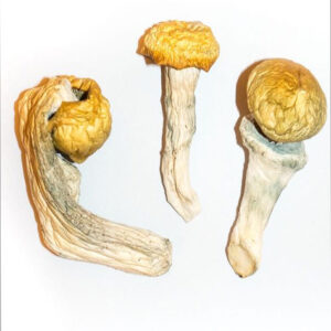 Albino Penis Envy Magic Mushrooms