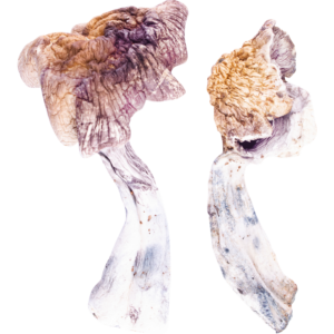 Buy Magic Mushrooms Online | Order Magic Mushrooms Online | buy Z-Strain Mushroom online